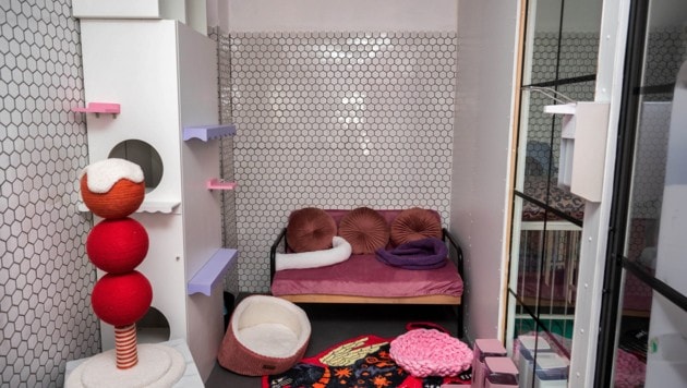 Bunte Katzenzimmer mit Wohlfühlfaktor. (Bild: Molnar Attila)