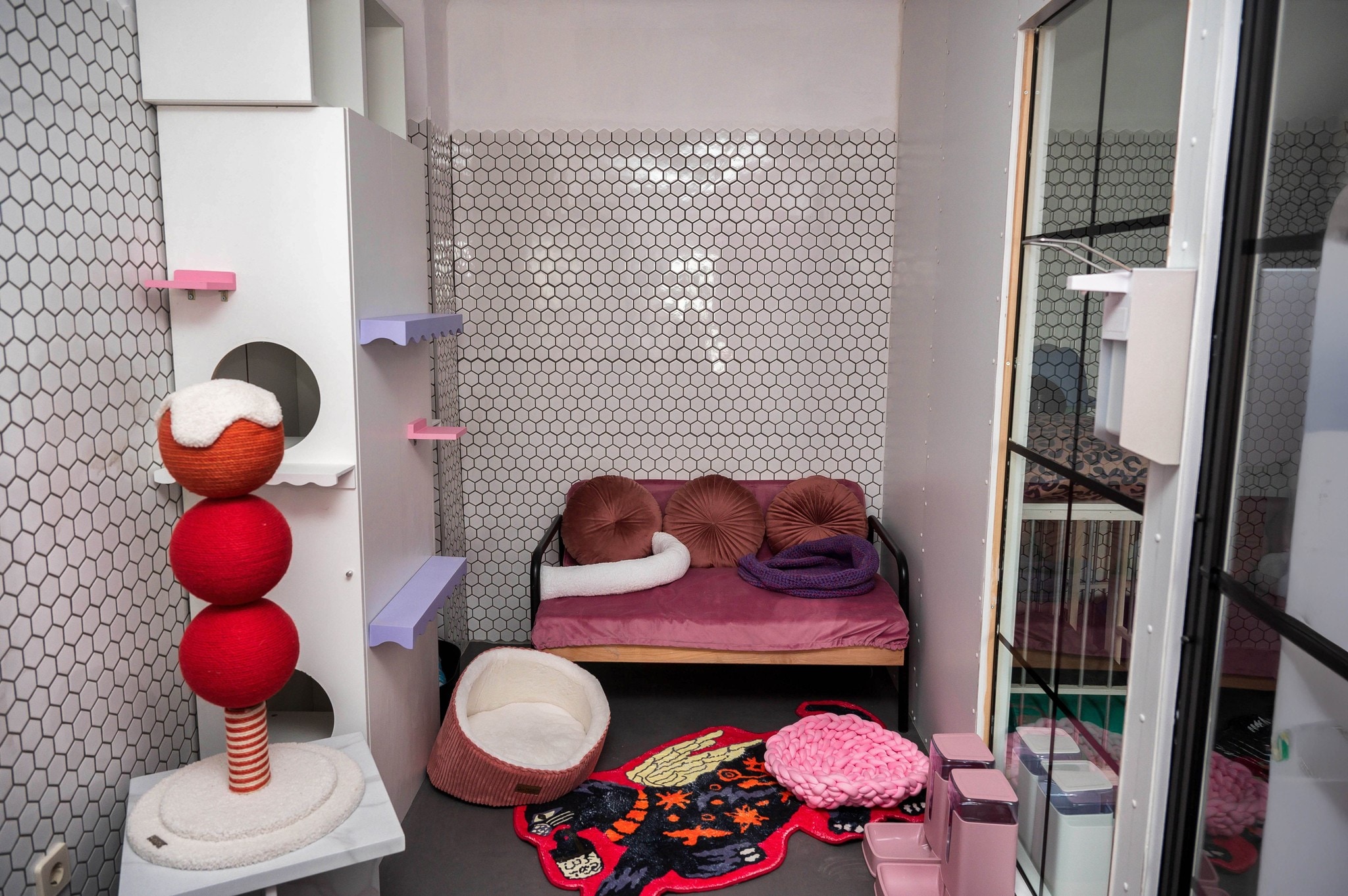 Bunte Katzenzimmer mit Wohlfühlfaktor. (Bild: Molnar Attila) Bunte Katzenzimmer mit Wohlfühlfaktor. (Bild: Molnar Attila)