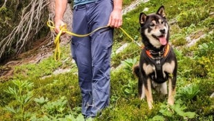 Bergretter konnten Hund „Bobby“ finden und befreien.