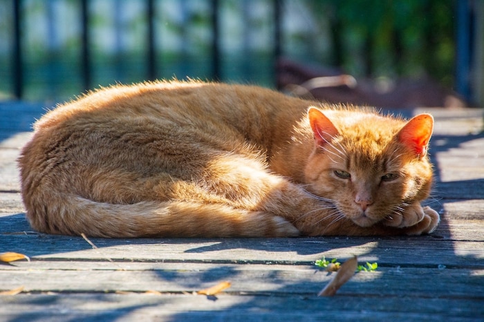 Kater „Simba“ liebt seinen Platz auf der Brücke. 