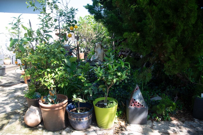 Die Zitruspflanzen sind ab März im Freien, im Winter „wohnen“ sie im Wintergarten. 