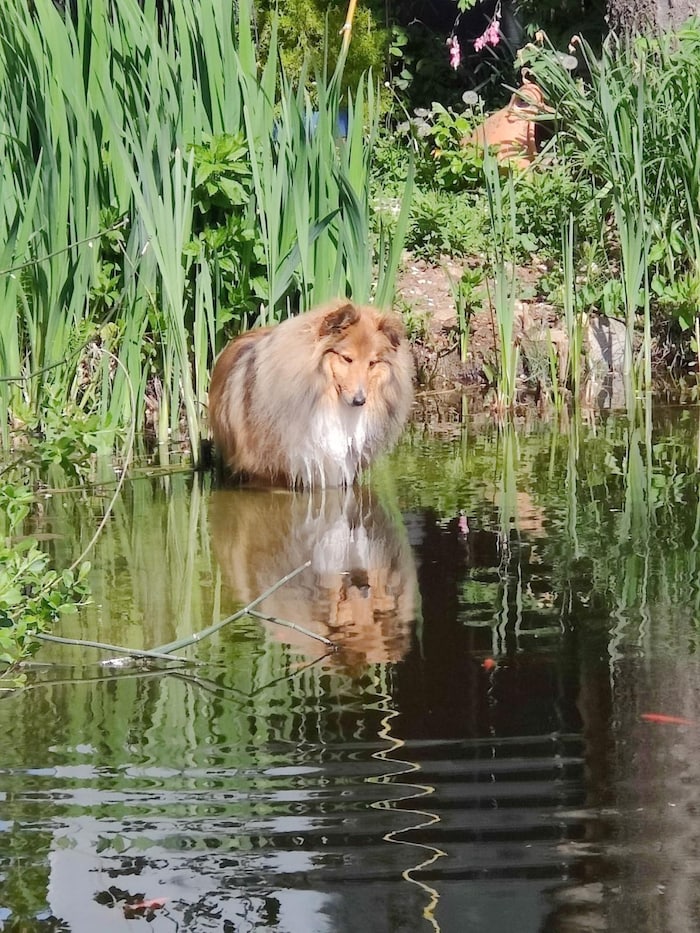 Sheltie-Bub „Gino“ liebt den Teich genauso wie das Frauchen. Im Sommer holt er sich Abkühlung im Wasser. 