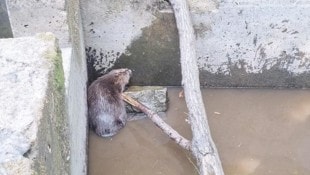 Das Tier konnte sich selbst nicht mehr befreien.