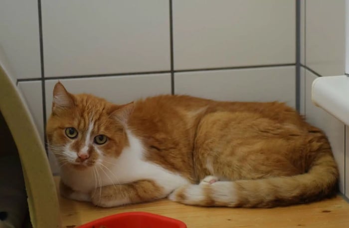 Kater Tequila wünscht sich einen geduldigen Menschen, bei dem er auftauen kann.