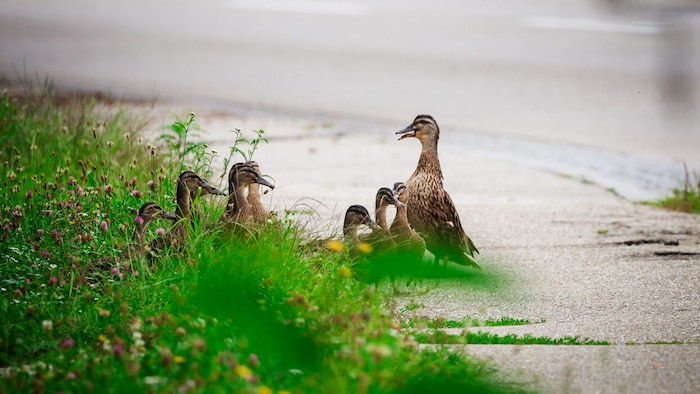 Eine Entenmutter mit ihren Kleinen auf dem Gehsteig Laaber Holzweg  in Braunau 