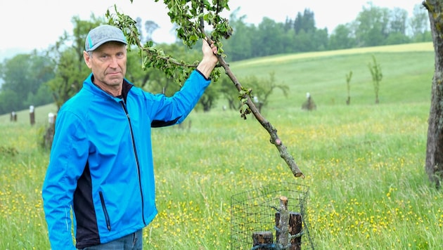 Josef Stirmayr mit einem abgeschnittenen Baum.