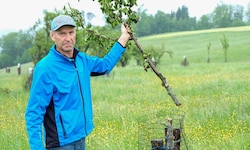 Bei zwei Anschlägen heuer im Mai und Juni wurden Dutzende Obstbäume von Josef Stirmayr zerstört.