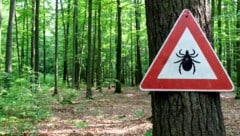 Im Frühsommer und Herbst sind Zecken besonders aktiv.