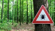 Im Frühsommer und Herbst sind Zecken besonders aktiv.