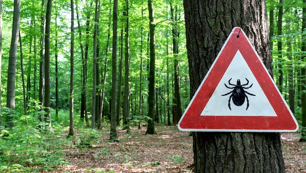Im Frühsommer und Herbst sind Zecken besonders aktiv.