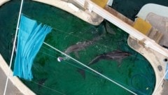 Mehrere Delfine blieben in diesem aufgelassenen Freizeitpark zurück.