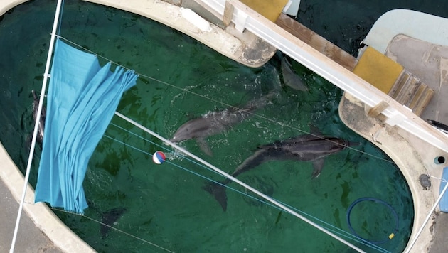 Mehrere Delfine blieben in diesem aufgelassenen Freizeitpark zurück.