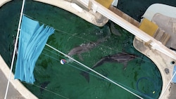 Mehrere Delfine blieben in diesem aufgelassenen Freizeitpark zurück.