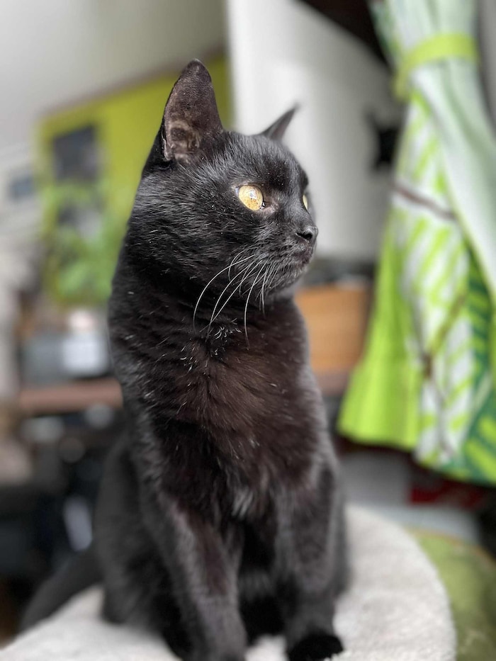 So sieht Kater „Oskar“ aus.