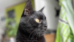 Wer hat diesen Kater gesehen?