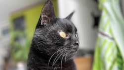 Wer hat diesen Kater gesehen?