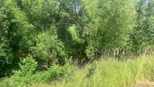 Beim Liesingbach in Oberlaa in Wien wuchert das Gestrüpp nur so – Radler, Jogger und ...