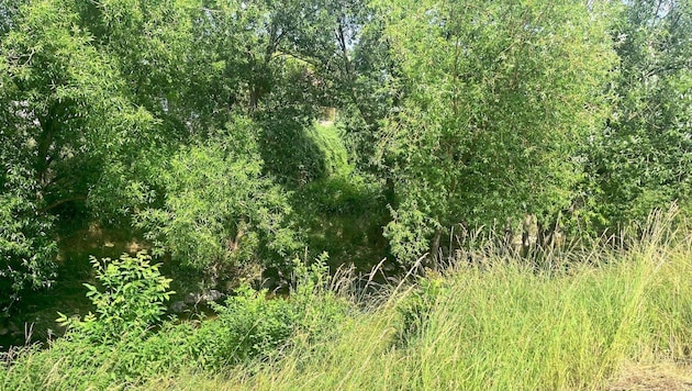 Beim Liesingbach in Oberlaa in Wien wuchert das Gestrüpp nur so – Radler, Jogger und ...