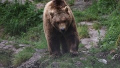 Hat ein Bär im Tiroler Oberland mehrere Nutztiere gerissen?
