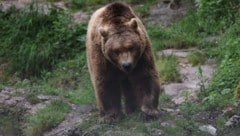 Bären sind Allesfresser; sie ernähren sich von Baumrinde, Blättern, Wurzeln, Pilzen, Nüssen, ...