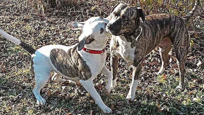 Die beiden Hundegeschwister.