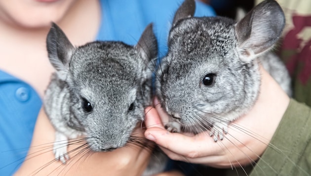 Chinchillas sind äußerst soziale Tiere, die in freier Wildbahn in großen Gruppen leben – teils mit über 100 Artgenossen. Deshalb dürfen sie niemals allein gehalten werden, sondern brauchen unbedingt Gesellschaft – idealerweise zwei bis vier Tiere. 
