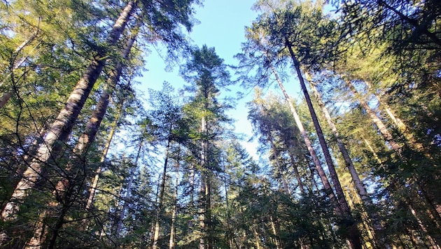 Dem Plenterwald gehört die Zukunft.