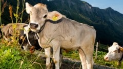 Anfang Juli geht es für das Vieh auf die Hochalpen.