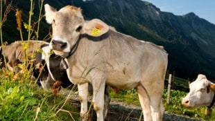 Anfang Juli geht es für das Vieh auf die Hochalpen.