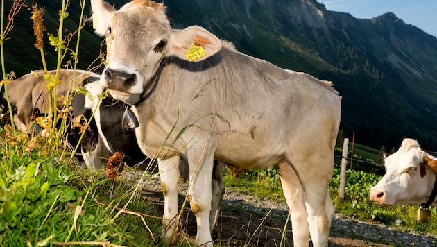 Anfang Juli geht es für das Vieh auf die Hochalpen.