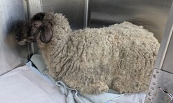 Der Bock erholt sich jetzt unter Aufsicht des Veterinäramts von den Strapazen.