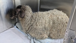Der Bock erholt sich jetzt unter Aufsicht des Veterinäramts von den Strapazen.