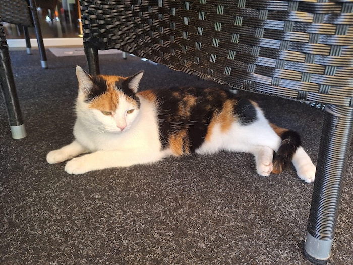 Wo versteckt sich Emily?
