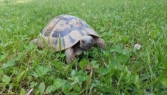 Schildkröten sind wie Schlangen, Papageien und andere Exoten beeindruckende, aber fordernde ...