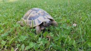 Schildkröten sind wie Schlangen, Papageien und andere Exoten beeindruckende, aber fordernde Tiere – und zum Kuscheln ungeeignet. (Bild: Tierheim Salzburg)