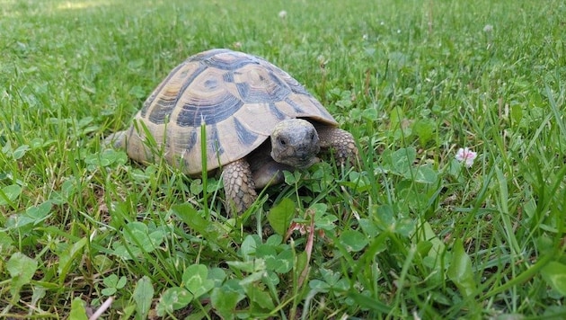 Schildkröten sind wie Schlangen, Papageien und andere Exoten beeindruckende, aber fordernde ...