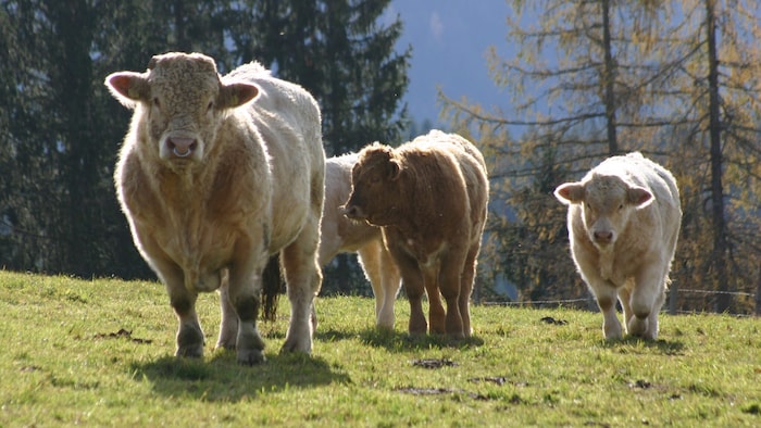 Obwohl sie keinen Hund dabei hatte und Abstand hielt, wurde die Deutsche angeblich von einer ...