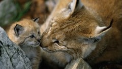 Luchse ziehen sich zurück: Bei Naturschützern schrillen daher die Alarmglocken