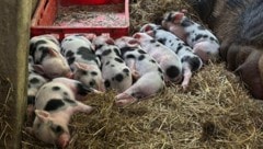 Die zehn kleinen Schweinchen sorgten für Begeisterung bei Juniorchefin Maria Scherzer.