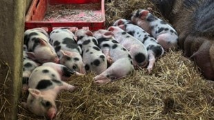 Die zehn kleinen Schweinchen sorgten für Begeisterung bei Juniorchefin Maria Scherzer.