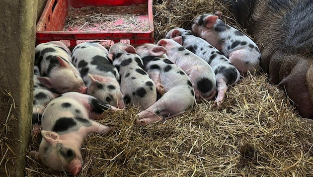 Die zehn kleinen Schweinchen sorgten für Begeisterung bei Juniorchefin Maria Scherzer.