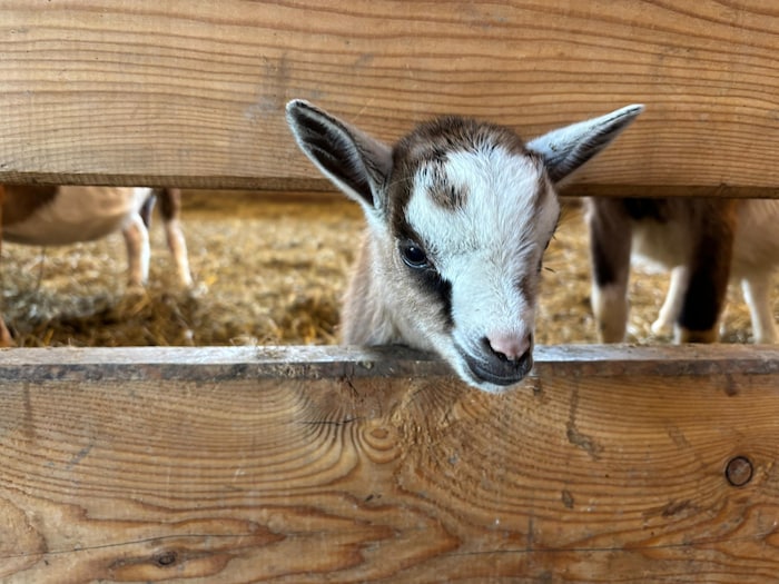 Auch springfreudige kleine Ziegen begeistern die Besucher.