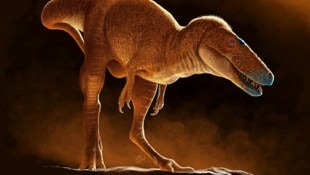 Der Vorfahre des Tyrannosaurus Rex bekam den Namen „Drachenprinz der Mongolei“. 