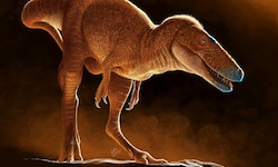 Der Vorfahre des Tyrannosaurus Rex bekam den Namen „Drachenprinz der Mongolei“. 