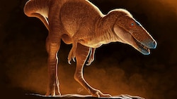 Der Vorfahre des Tyrannosaurus Rex bekam den Namen „Drachenprinz der Mongolei“. 