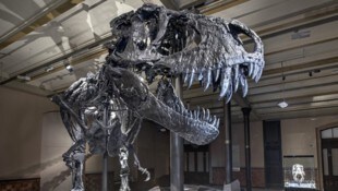 Das Skelett eines Tyrannosaurus Rex