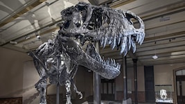 Das Skelett eines Tyrannosaurus Rex