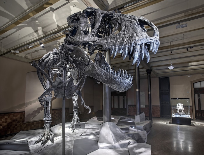 Skelett eines Tyrannosaurus Rex