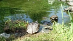 Die Amerikanische Gelbwangenschmuckschildkröte wird in Kärnten zum Problem.