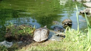 Die Amerikanische Gelbwangenschmuckschildkröte wird in Kärnten zum Problem.
